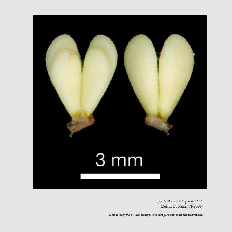 Batemania leferenzii